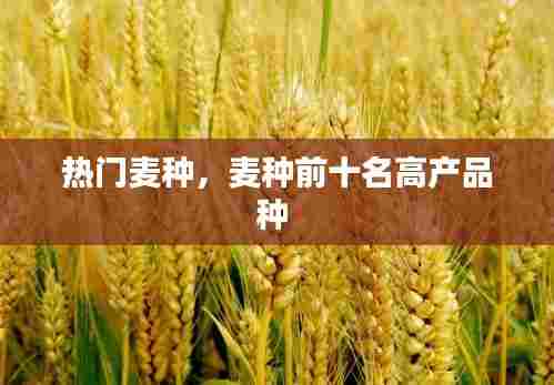热门麦种,麦种前十名高产品种