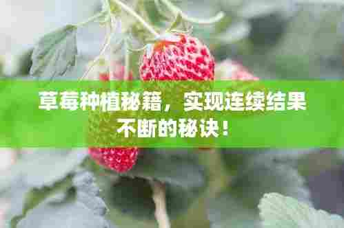 草莓种植秘籍，实现连续结果不断的秘诀！