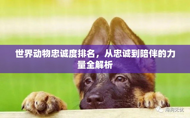 世界动物忠诚度排名，从忠诚到陪伴的力量全解析