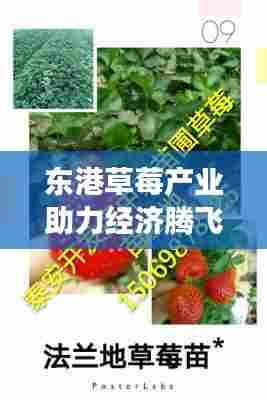 东港草莓产业助力经济腾飞，草莓新闻头条聚焦产业蓬勃发展