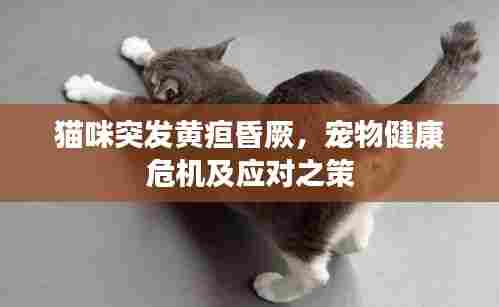 猫咪突发黄疸昏厥，宠物健康危机及应对之策