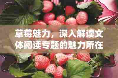 草莓魅力,深入解读文体阅读专题的魅力所在