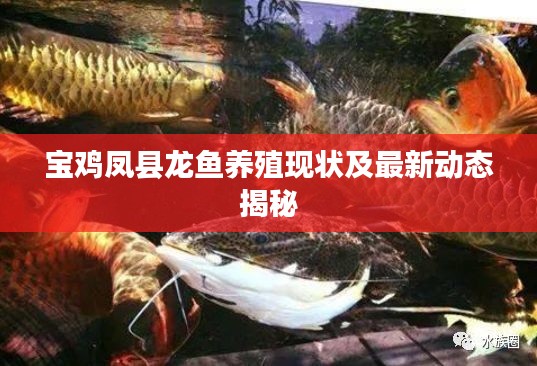 宝鸡凤县龙鱼养殖现状及最新动态揭秘