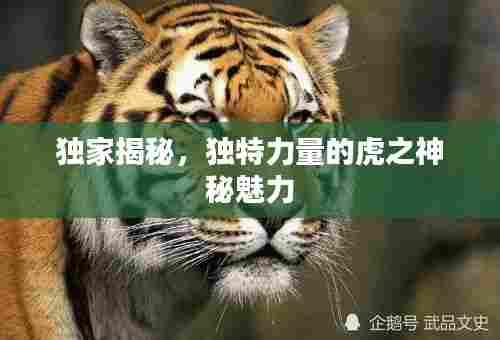 独家揭秘,独特力量的虎之神秘魅力