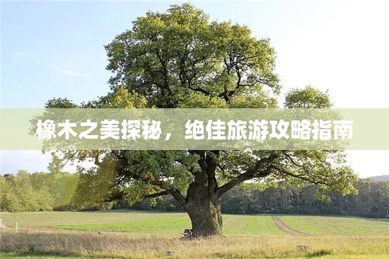 橡木之美探秘，绝佳旅游攻略指南