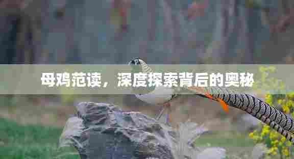 母鸡范读，深度探索背后的奥秘